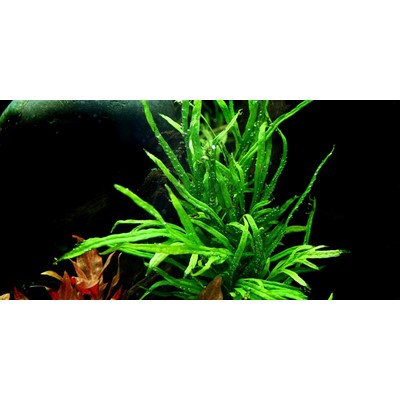 MICROSORUM PTEROPUS TRIDENT