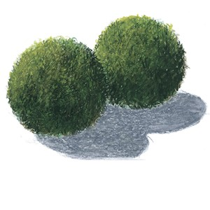 AEGAGROPILA LINNAEI