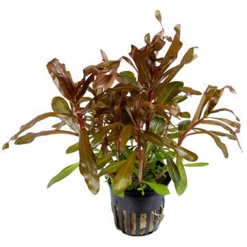 AMMANIA CRASSICAULIS