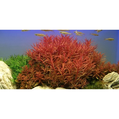 AMMANIA CRASSICAULIS