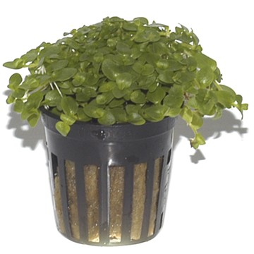 BACOPA AUSTRALIS TROPICA