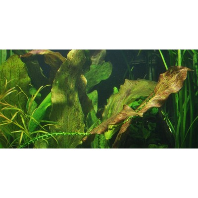 ECHINODORUS OZELOT TROPICA