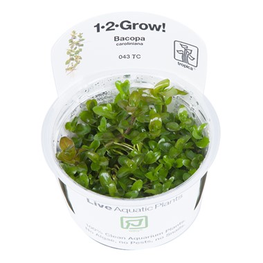 BACOPA CAROLINIANA