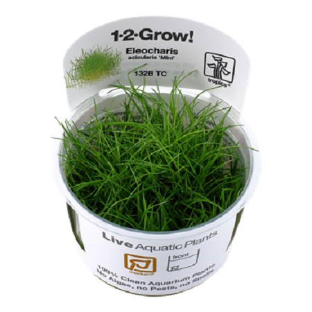 ELEOCHARIS ACICULARIS MINI