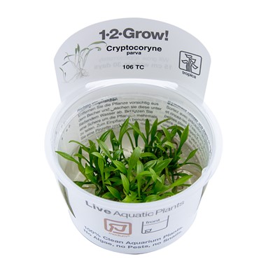 CRYPTOCORYNE PARVA