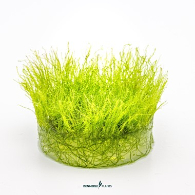 AMBLYSTEGIUM SERPENS DENNERLE PLANTS