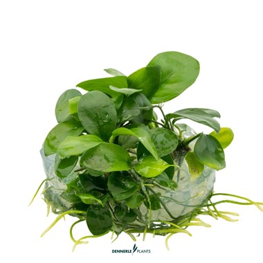 ANUBIAS BARTERI NANA 