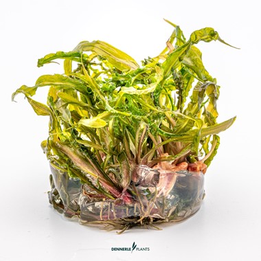 CRYPTOCORYNE CRISPATULA DENNERLE PLANTS
