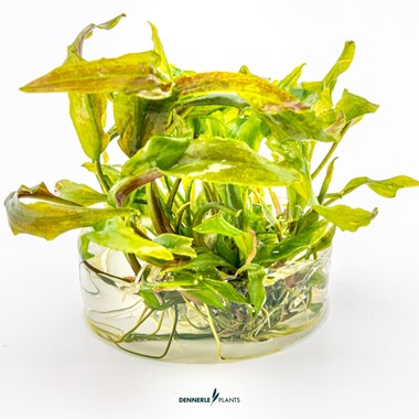 CRYPTOCORYNE USTERIANA