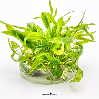 CRYPTOCORYNE WENDTII BROAD LEAF DENNERLE PLANTS