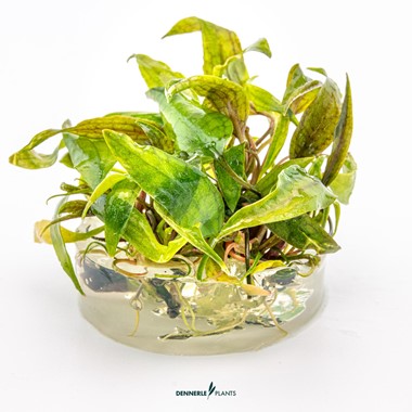 CRYPTOCORYNE X PURPUREA DENNERLE PLANTS
