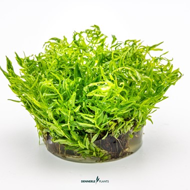 DIDIPLIS DIANDRA DENNERLE PLANTS