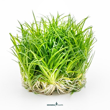 ERIOCAULON CINEREUM