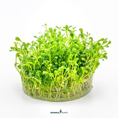 GLOSSOSTIGMA ELATINOIDES
