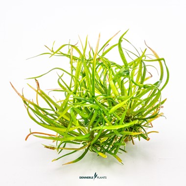 HELANTHIUM TENELLUM RED DENNERLE PLANTS
