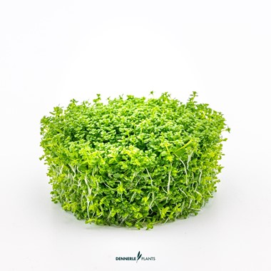 HEMIANTHUS CALLITRICHOIDES CUBA