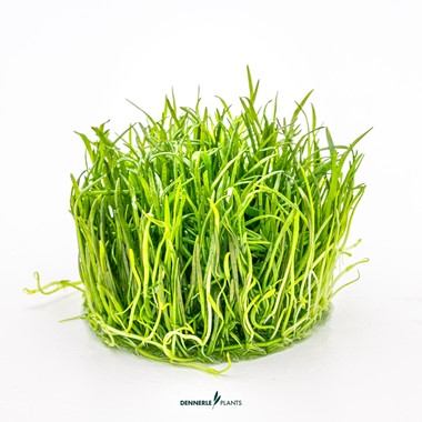 LILAEOPSIS BRASILIENSIS DENNERLE PLANTS