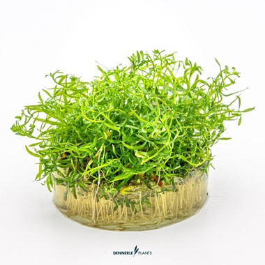 LUDWIGIA ARCUATA DENNERLE PLANTS