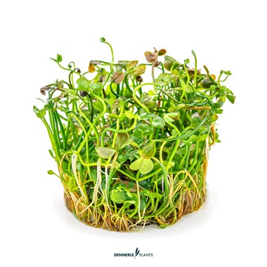 MARSILEA HIRSUTA DENNERLE PLANTS