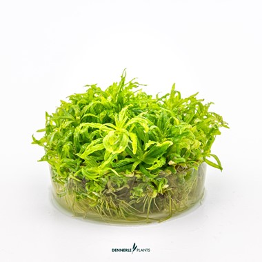 POGOSTEMON HELFERI DENNERLE PLANTS