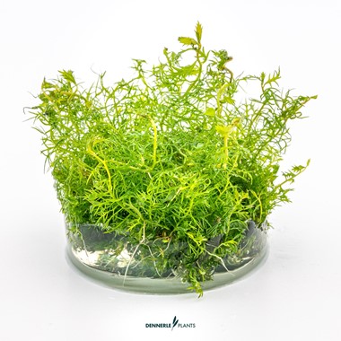 PROSERPINACA PALUSTRIS DENNERLE PLANTS