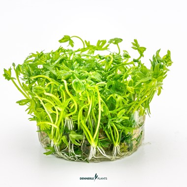 RANUNCULUS INUNDATUS