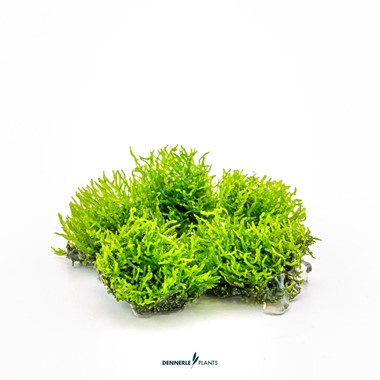 RICCARDIA CHAMEDRYFOLIA DENNERLE PLANTS
