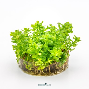 ROTALA INDICATES BONSAI