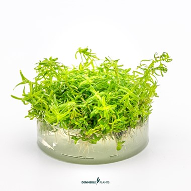 ROTALA SP. WAYANAD DENNERLE PLANTS