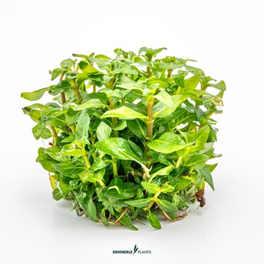 STAUROGYNE REPENS
