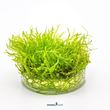 TAXIPHYLLUM BARBIERI