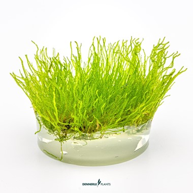 TAXIPHYLLUM SPEC. FLAME MOSS