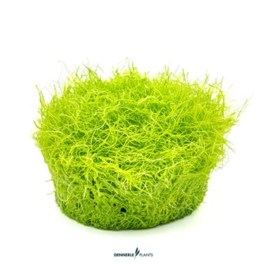 UTRICULARIA GRAMINIFOLIA DENNERLE PLANTS
