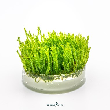VESICULARIA FERRIEI WEEPING MOSS