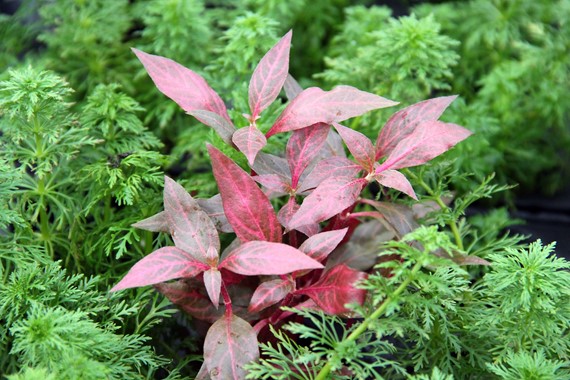 ALTERNANTHERA REINECKII RED RUBY DENNERLE PLANTS