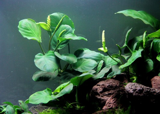 ANUBIAS BARTERI
