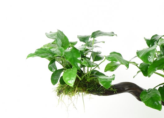 ANUBIAS BARTERI VAR. NANA DENNERLE PLANTS