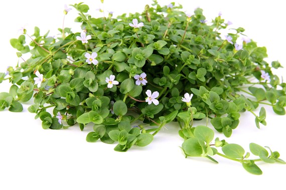 BACOPA AUSTRALIS DENNERLE PLANTS