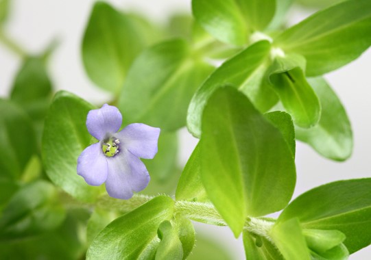 BACOPA CAROLINIANA DENNERLE PLANTS