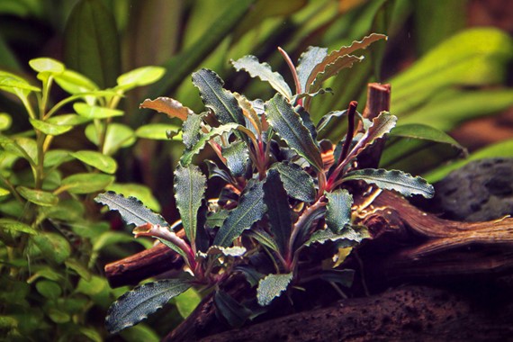 BUCEPHALANDRA SP. RED SCORPIO DENNERLE PLANTS