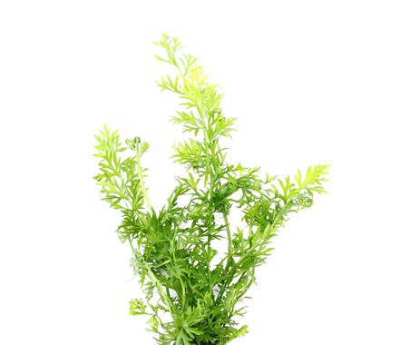 CERATOPTERIS THALICTROIDES