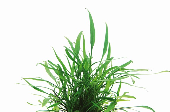 CRYPTOCORYNE LUCENS DENNERLE PLANTS