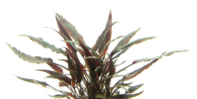 CRYPTOCORYNE LUTEA DENNERLE PLANTS