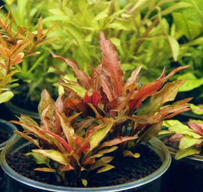 CRYPTOCORYNE WALKERI VAR.LEGROI