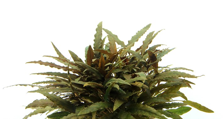 CRYPTOCORYNE WENDTII COMPACT