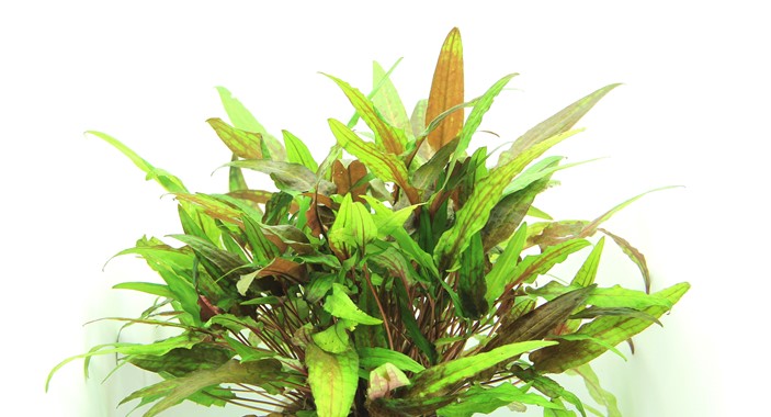 CRYPTOCORYNE WENDTII GREEN DENNERLE PLANTS