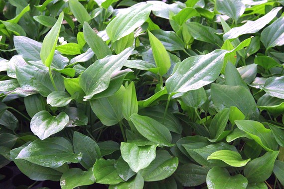 ECHINODORUS ARGENTINENSIS DENNERLE PLANTS