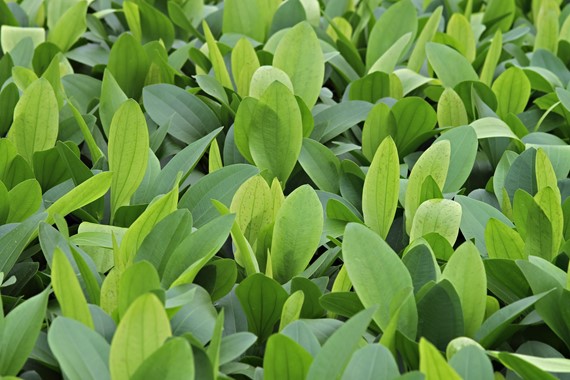 ECHINODORUS DSCHUNGELSTAR NO. 3 PYTHON DENNERLE PLANTS