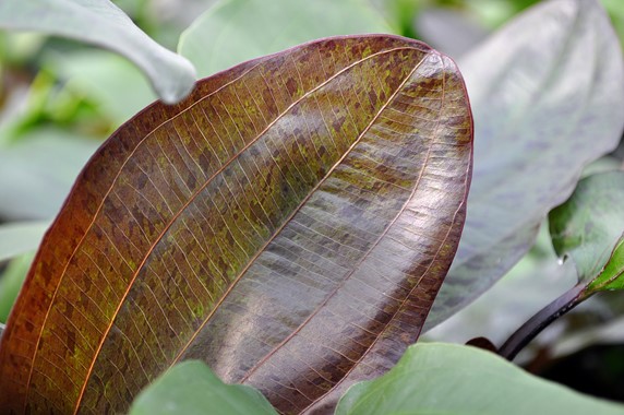 ECHINODORUS OZELOT