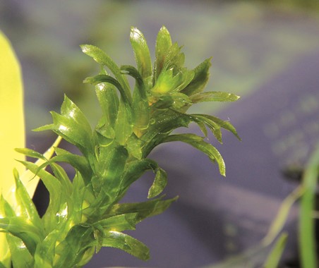 EGERIA DENSA SPECIAL